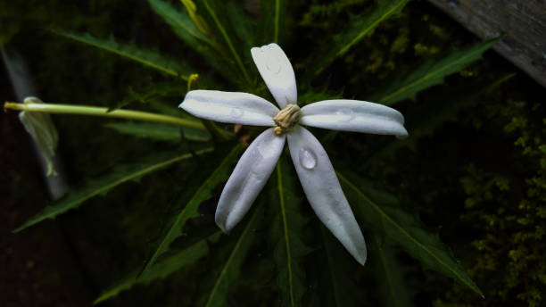 istock Kitolod Flower Photos 1303749193