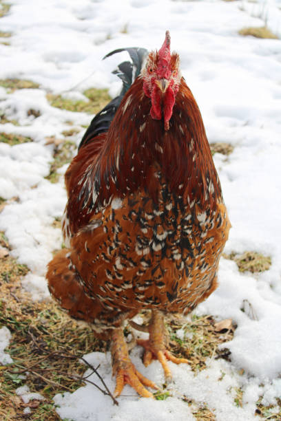 istock Domestic animal 1303749216