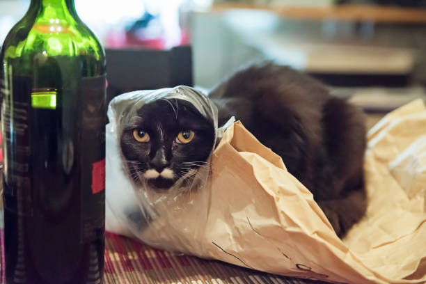 Cute and funny 6 months cat trying to get in bread bag on kitchen table near a bottle of wine. Horizontal indoors shot. No people.