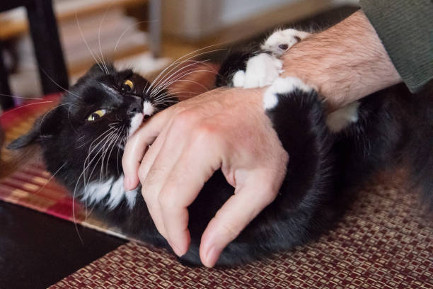 Cat playing rough biting owner's hand. Cute 6 months cat time to play! Fighting and biting his owner’s hand. Horizontal indoors shot. tuxedo cat stock pictures, royalty-free photos & images