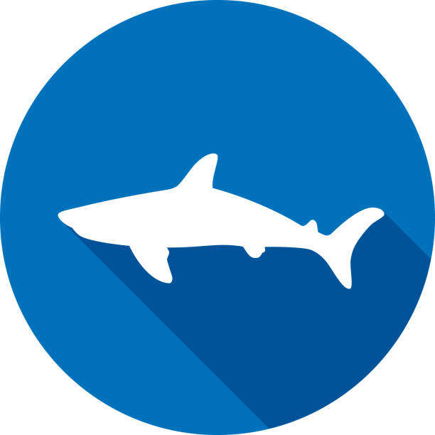Shark Icon Silhouette 7 Vector illustration of a blue shark icon in flat style. tiger shark stock illustrations