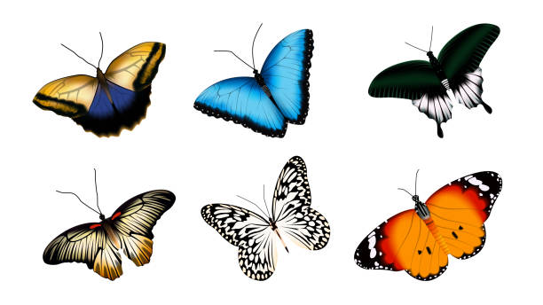 istock Vector set of butterflies. Realistic illustration isolated on white background 1303752912