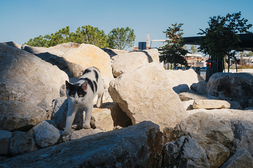 A cute black and white cat wandering around big rocks in Rovinj, Croatia.