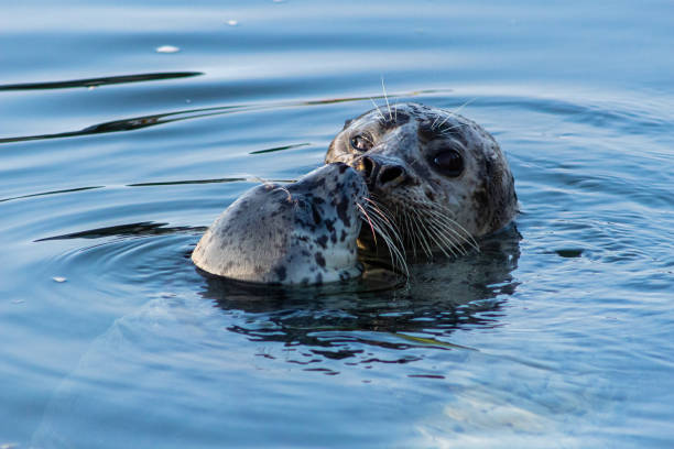 istock Sea Otter and Pup 1303753907