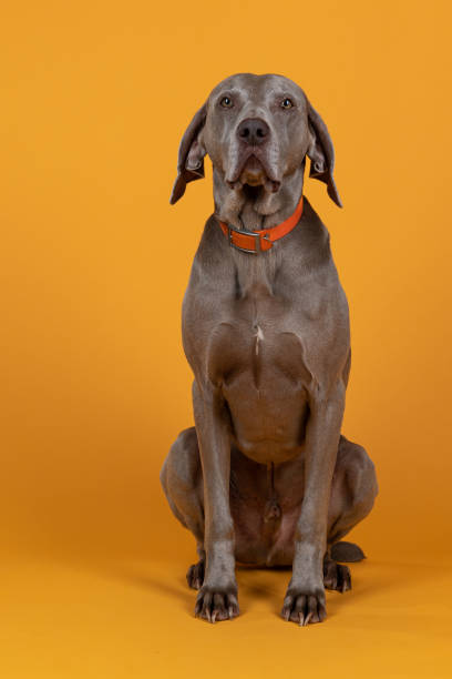 istock Weimaraner Full Portrait 1303755086