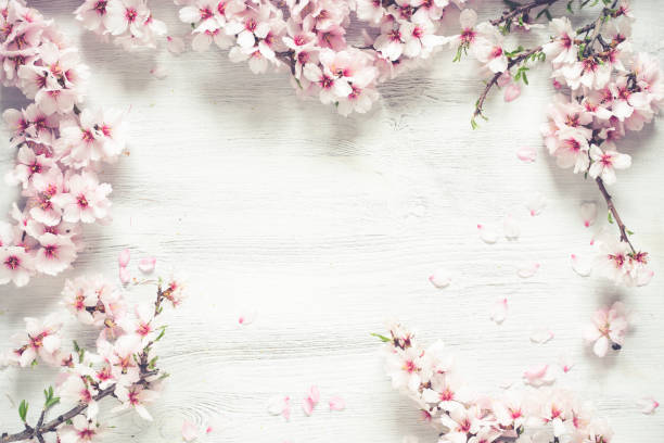 istock White wood background almond flowers 1303756784