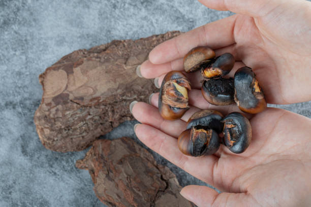 istock Hands holding fried chestnuts on a gray background 1303757640
