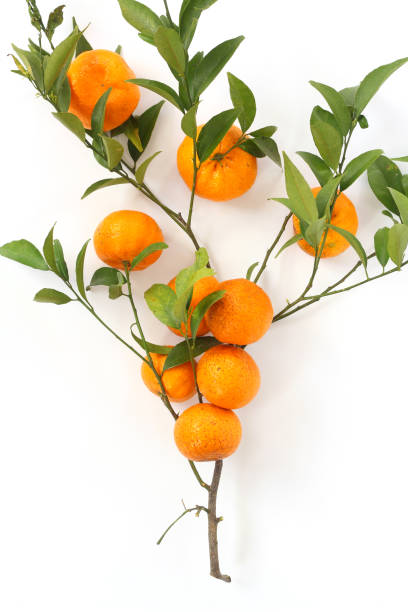 istock Orange tangerines with green leaves on a white background. 1303757827