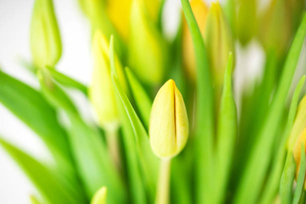 Bouquet of fresh yellow unopened tulips. Selective focus. Spring background.