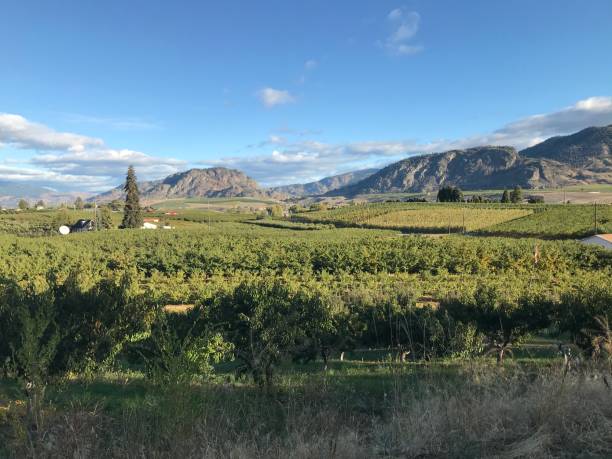 istock Orchard in Oliver, Okanagan Valley 1303760186