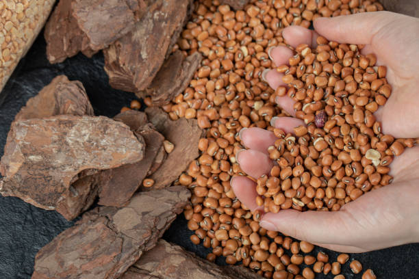 istock Hands holding brown kidney beans on a dark background 1303760275