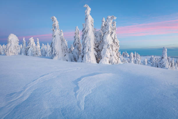 istock Winter forest in Mala Fatra mountain range, Slovakia. 1303761757