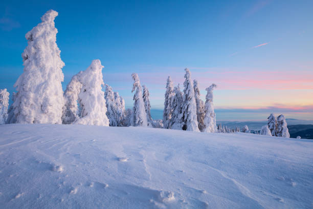 istock Winter forest in Mala Fatra mountain range, Slovakia. 1303761762