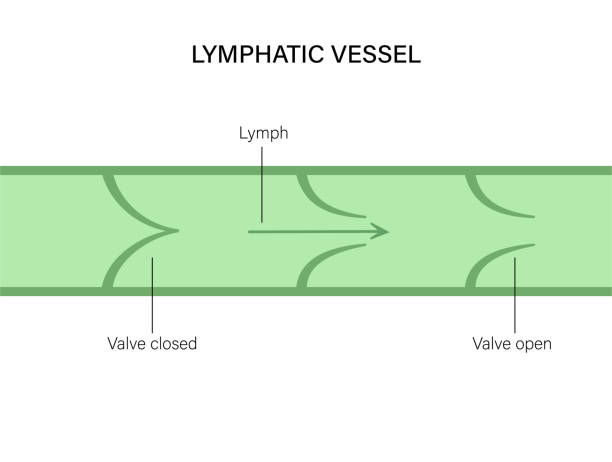 リンパ血管概念 - lymphatic system点のイラスト素材／クリップアート素材／マンガ素材／アイコン素材