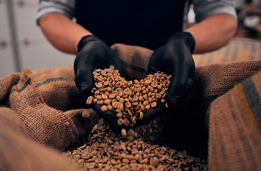 Human takes a heap of roasted coffee beans by both hands from a bag. Cropped image.