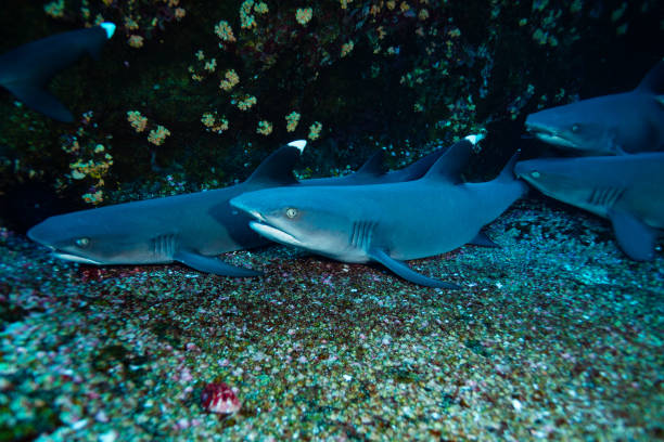 Baby white tips sharks keep together on sea floor Group of small baby white tips sharks keep together on the sea floor revillagigedos islands photos stock pictures, royalty-free photos & images