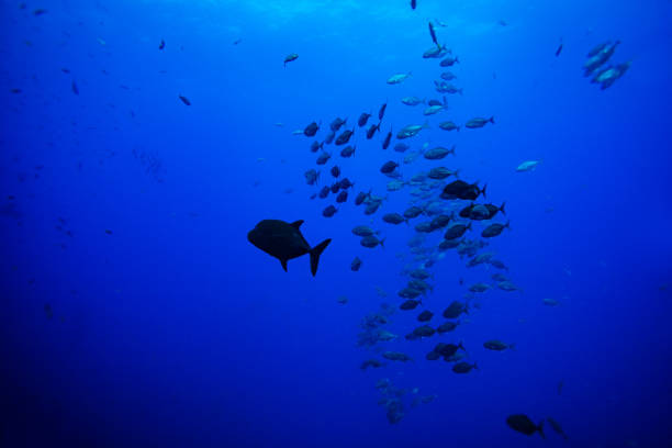 istock Many small fishes swim deep in the underwater 1303763329