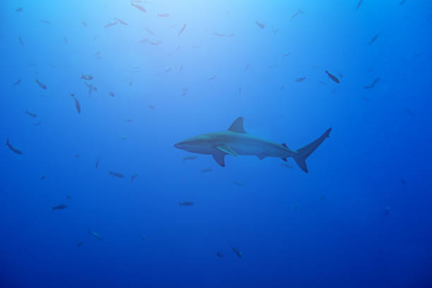 istock Galapagos or requiem shark view from the side 1303763340