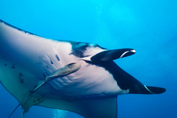 istock Remora fish attached to manta ray view from below 1303763383
