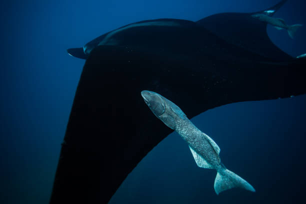 istock Close photo of the manta ray with attached fish 1303763389