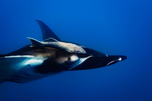 istock Manta ray with attached remora fish view from side 1303763395