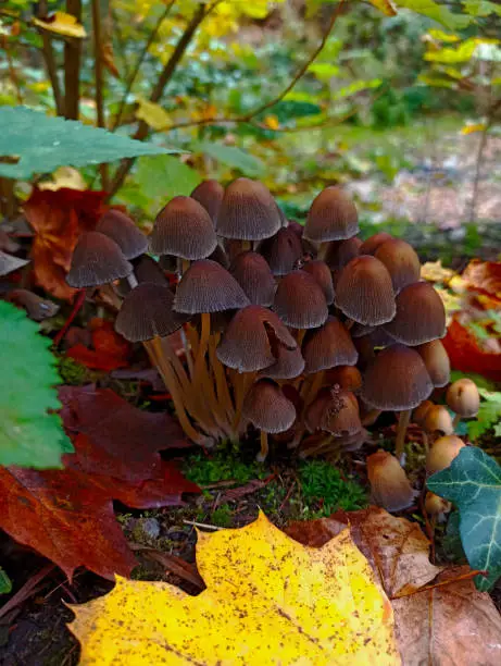 Mushrooms in the forest in autumn in Stříbro, Plzeň Region, Czechia