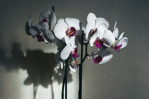 Moth orchid flowers cast shadow on gray wall background