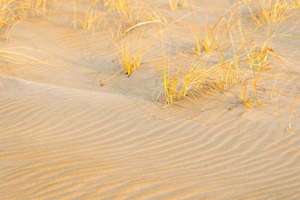 Beach Sand Dune and Beach Grass (Ammophila breviligulata). Plum Island, Massachusetts