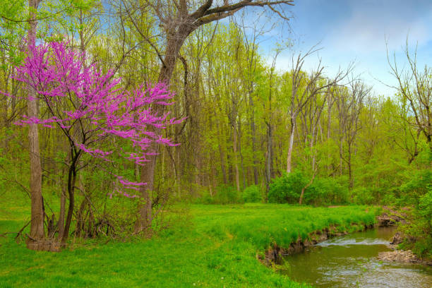 istock Beautiful Redbud tree with small stream-Hamilton County, Indiana 1303771152