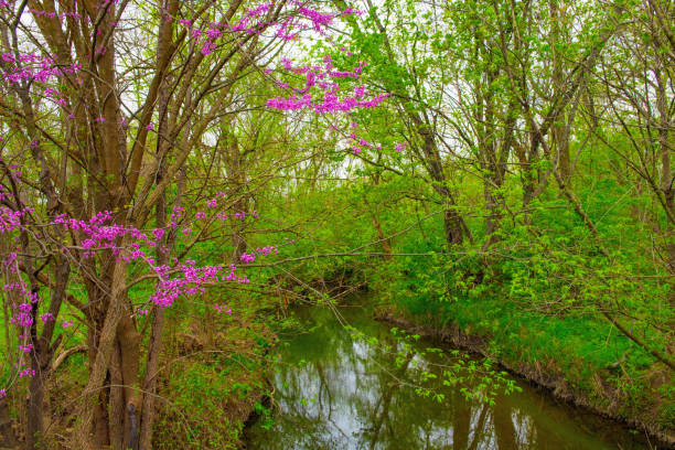 istock Small Stream with Spring Redbud trees-Hamilton County, Indiana 1303771814