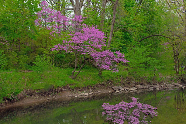 istock Spring Flowers-Redbud Tree on a creek bank-Howard County Indiana 1303771850