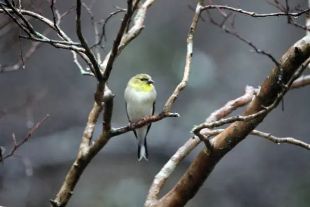 Elegant Goldfinch perched in Crape Myrtle tree.