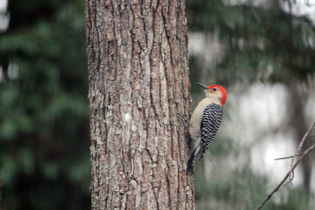 istock Red-bellied Woodpecker on Tree Trunk 1303773356