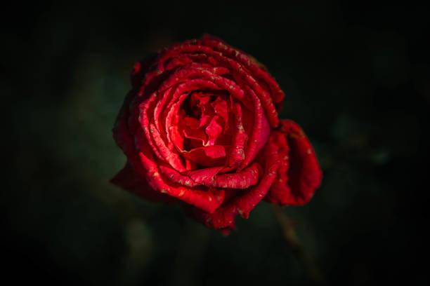 istock Beautiful Rose on Vintage style; nature background 1303774247