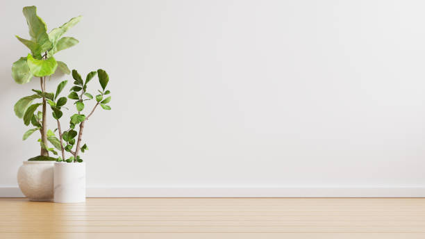 istock White wall empty room with plants on a floor. 1303778530