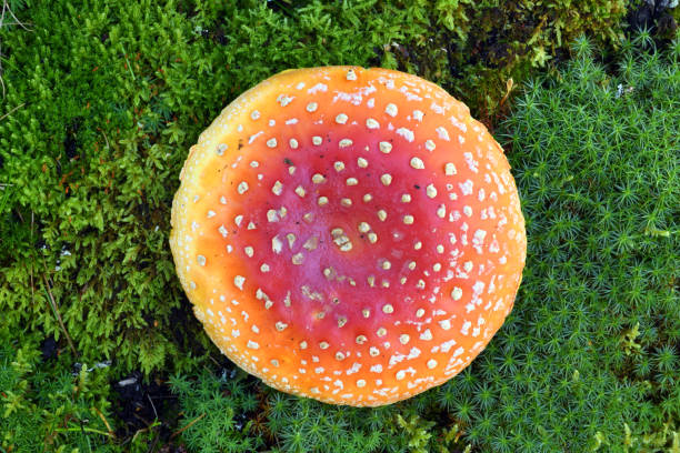 istock Amanita mushroom in the Alaskan wilderness 1303780559