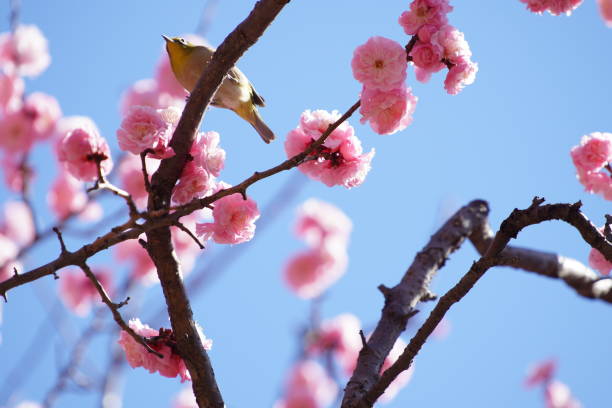 3,100+ Japan Peach Blossom Stock Photos, Pictures & Royalty-Free Images -  iStock