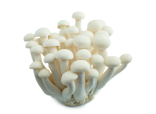 istock Shimeji Mushroom on white background, isolated 1303784990