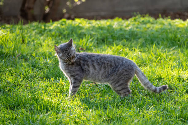 istock A beautiful fluffy gray cat walks on a green lawn in the sunset light. 1303785103