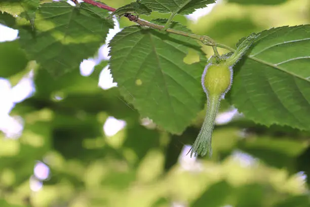 Photo of Fuzzy beaked hazelnut seed in a protective covering