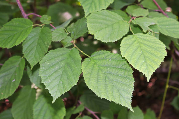 istock Background of wild hazelnut leaves in a forest 1303786184