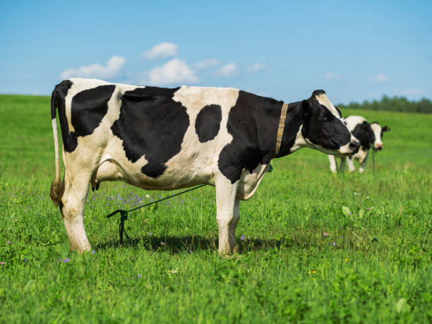 istock Cow on pasture meadow grass landscape.. 1303786971