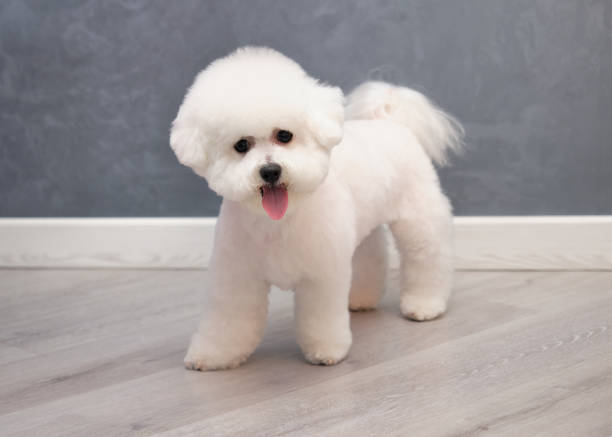 istock a bichon frise standing on a plank floor on a gray background with a new hairstyle 1303789105