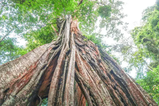 Photo of Piyamit Millennium Tree landmark at Betong, Yala, Thailand