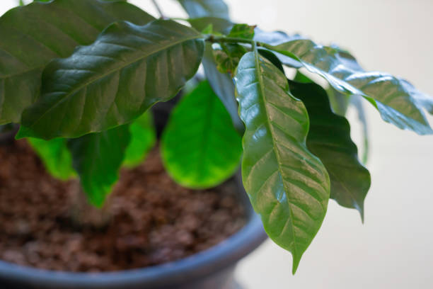istock Coffee plant leaves interior coffee shop 1303790847