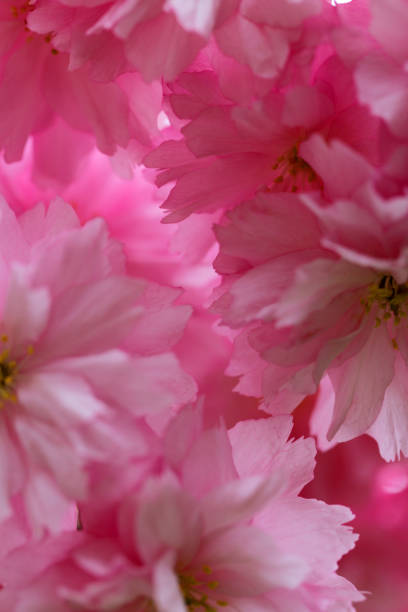 istock Depth of Flowers 1303790852