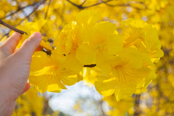 istock Beautiful yellow summer flower blossom 1303791811
