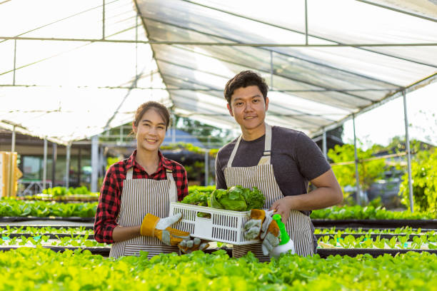 istock farmer ware agricultural gloves keep vegetable at hydroponic farm and observing growth vegetable meticulously before delivered to the customer. 1303791884