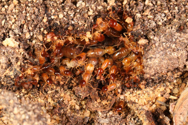 termiten verteidigen einen bruch in einer unterirdischen röhre - termite soil stock-fotos und bilder