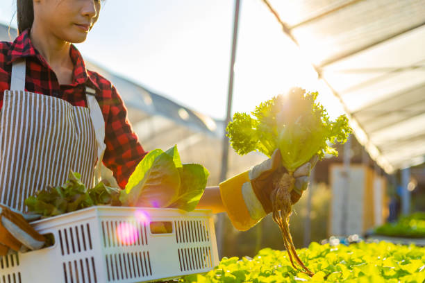 istock farmer ware agricultural gloves keep vegetable at hydroponic farm and observing growth vegetable meticulously before delivered to the customer. 1303792648
